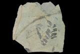 Fossil Flora (Alethopteris & Lepidodendron) Plate - Kentucky #158680-1
